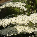 Spiraea x arguta 2